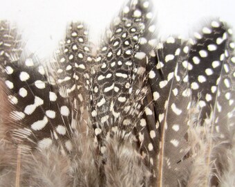 30 Guinea Fowl Strung Natural Feathers Premium