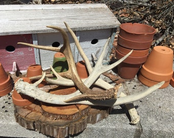 Rustic DEER Antler Sheds | 3-4 point | Farmhouse | Home Decor | Deer antlers