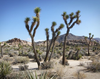 Joshua Tree photo, Joshua Tree canvas, Joshua Tree print, Joshua tree art, California photo, Palm Springs photo