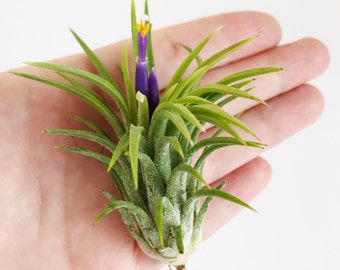 One Air Plant // Tillandsia // Mexican Fuego Air Plant // Blooming Air Plant