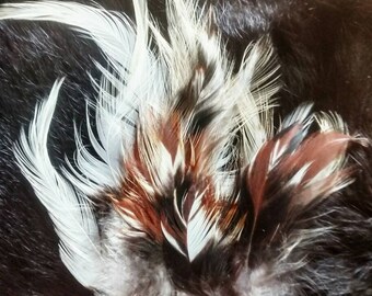 Cruelty free feathers, 25 multicolored feathers from a Salmon Faverolles rooster, heritage breed, free range, organic