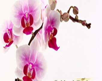 1 oz (30ml) x NANTUCKET BRIAR - Fragrance Oil - Fresh orchid blended with bergamot, patchouli and musk