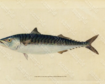 Original Antique Natural History Fish engraving Edwards DONAVON Natural history