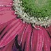 Daisy 6" x 6" Loomed Beading Pattern