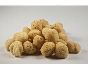 Natural FACE EXFOLIATING sea sponge 2.5-3 inches from Kalymnos