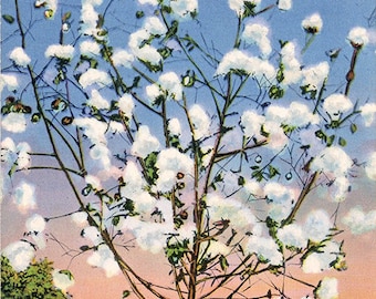 Southern Cotton Stalk Loaded with Cotton Botanical Vintage Postcard (unused)