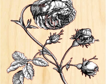 Photo Print on Wood - Vintage Cabbage Rose