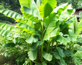 3 Musa Basjoo Banana Tree/ Hardy Banana Tree in 4 inch cups (one plant per cup)