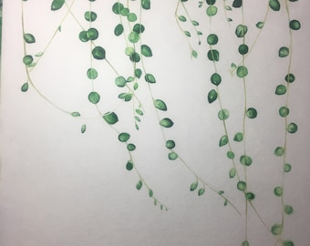 String of pearls, original botanical watercolor by Liz Pope