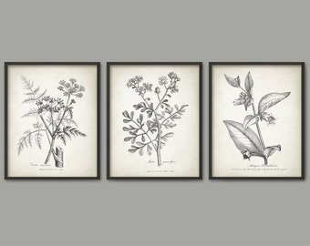 Vintage Botanical Print Set Of 3 - Vintage Plant Decor - 1790 Plant Illustration - Botanical Art Print - Plant Book Plate Prints - AB663
