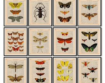 Dictionary print set, Insect print, Scientific illustration, Vintage entomology print, Instant download printable art, 8x10 and 11x14 print