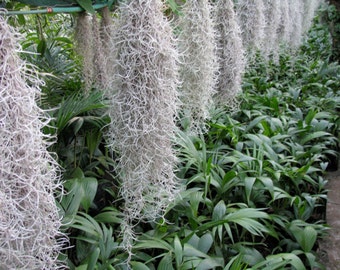 Spanish Moss | Tillandsia Air Plant | Live