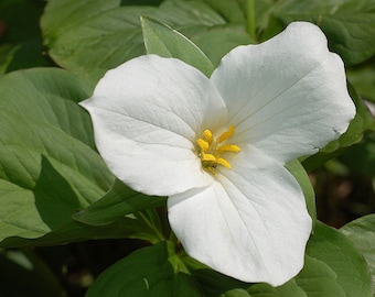 12 white trillium root systems, Trillium grandiflorum