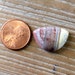 Crazy Lace Agate Cab