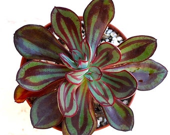 Echeveria nodulosa ( Painted Echeveria) Succulent Plant Rosette 4" Pot