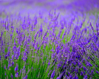 Lavender & Bees - Photographic Art Print