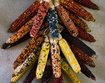 Indian Corn