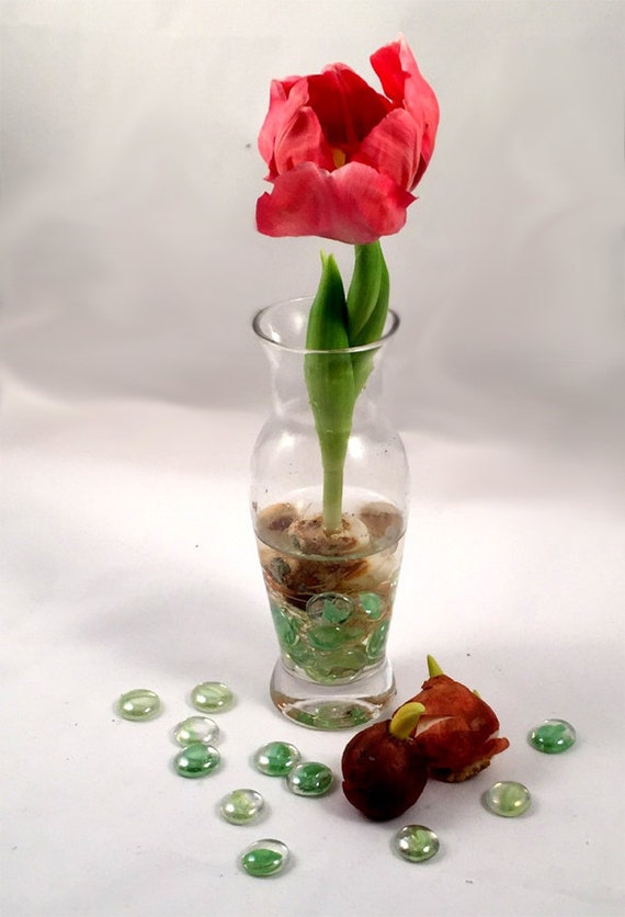 TULIP BULB FORCING Kit Includes Tulip Bulb Glass Vase Glass