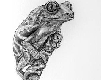 Frog pencil drawing | Etsy