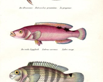 1836 Antique Fish Print, Vintage Fish Print, Toad Fish, Wrasse Large Nautical Art Folio Lithograph Pl 69