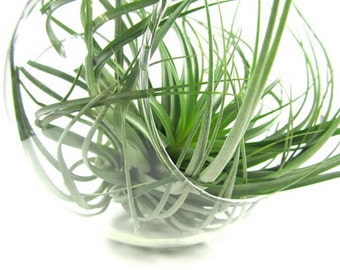 8x8 inch orb terrarium. Live airplant placed inside.