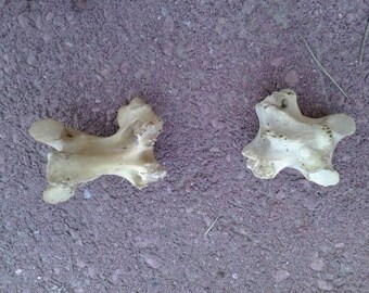 2 deer tail vertebrae//bones