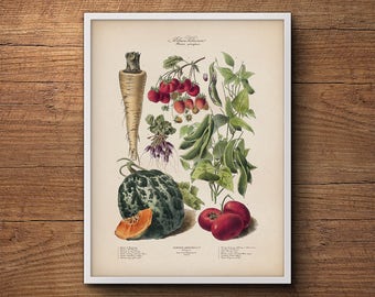 French vegetables print, Botanical illustration, Vintage vegetable print, Botanical print, Botanical art, Large wall art, Wall art