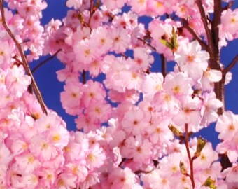 1 tree Kwanzan Cherry 6 inch potted and it is leafed out