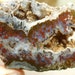 Agate Preformed Cabochon - Brenda Agate