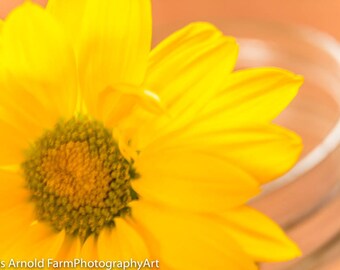 Yellow Daisy Kitchen Wall Art.