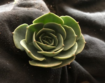 Hens and Chicks Echeveria Succulent Cutting
