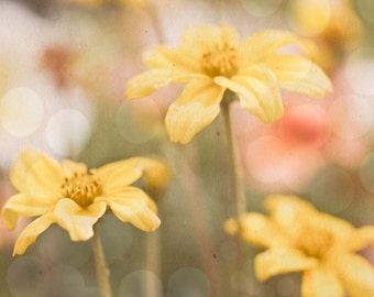 Soft Yellow flowers - 8x10 photograph - fine art print -bokeh - nursery art - vintage