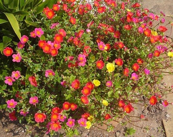 200x Moss Rose MIX Portulaca Grandiflora Fresh Seeds Flower Alpine Garden Decor