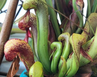 Darlingtonia 25 seeds Cobra lily Carnivorous Plant