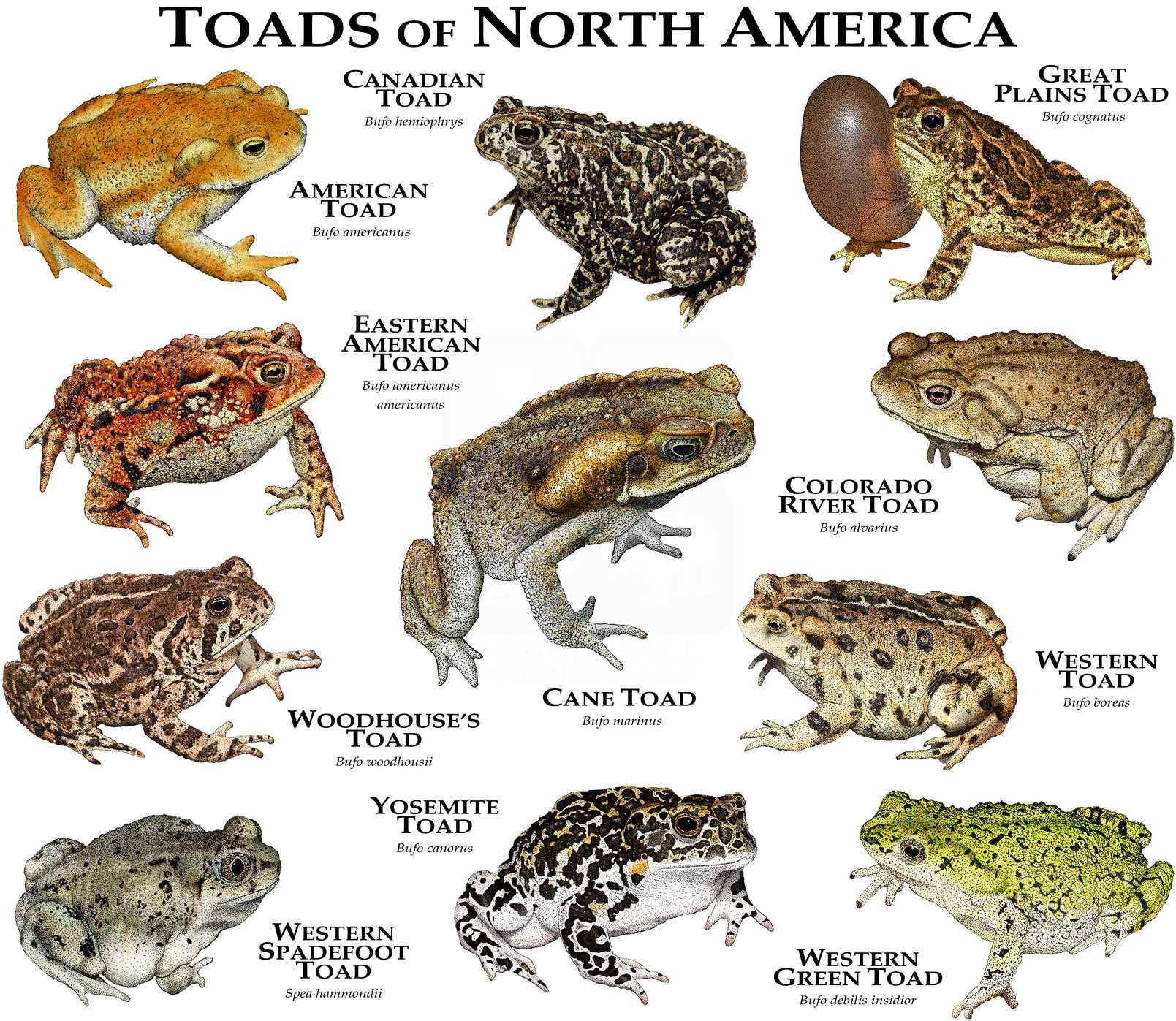 Toads of North America