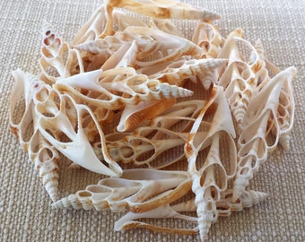 Sea Shells, Seashells, Shells, Bulk Seashells, Craft Shells, Cut Shells, Center Cut Strombus Vittatus