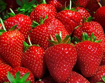 25 Eve Everbearing Strawberry Plants - BEST BERRY! - Bare Root Plants