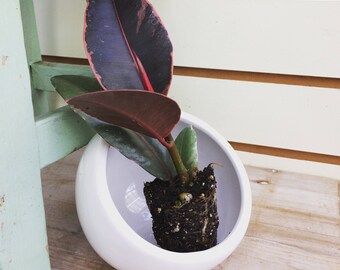 Ficus Ruby Plug (1)