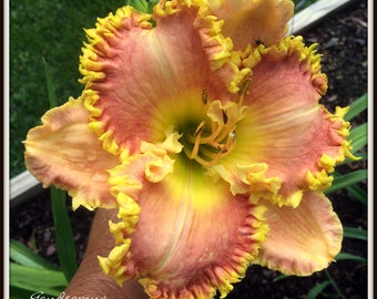 Gaudeamus Daylily Hemerocallis