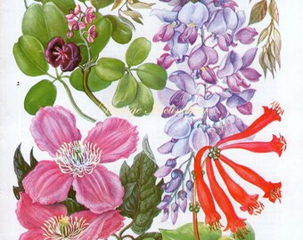 Antique Print 63, Wisteria Clematis Flower Charts 1960 purple plants wall art vintage color lithograph illustration botanical floral print