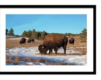 Indian Tribe Teepee Village with American Buffalo Bison Herd