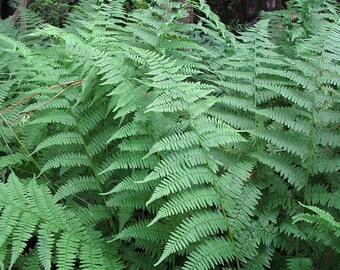 30 new york fern,Thelypteris noveboracensis