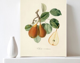 Printable Pear Print Botanical Art Print Vintage Botanical Illustration Pear Wall Art Antique Fruit Print Kitchen Art Decor Digital Download