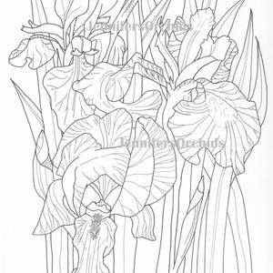 Iris coloring page | Etsy