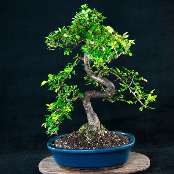 Chinese Elm Kifu Bonsai Tree Ulmus parvifolia 4429