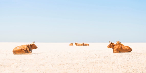 Cow Print. "Sunbathing Cows", Tarifa Beach, Animal Print, Wildlife Photography, Large Prints, Cows on Beach, Wall Decor.