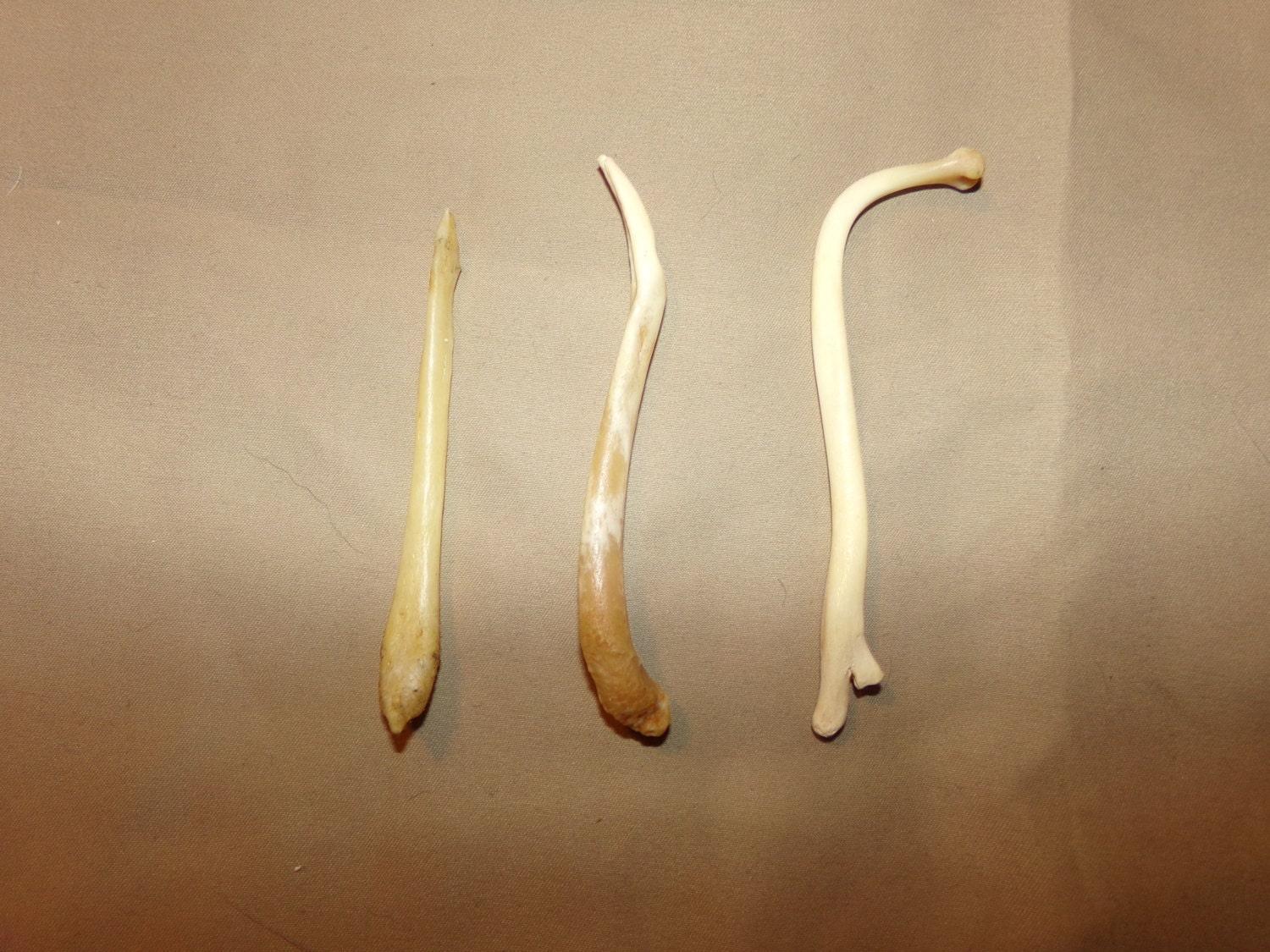 3 Real animal coon broke bone organ taxidermy weird craft