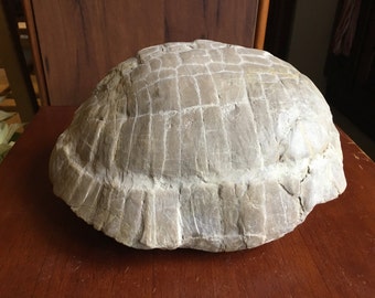 Fossil Turtle (Stylemys nebrascensis)