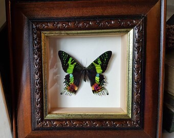 Gorgeous framed exotic Madagascan Sunset moth