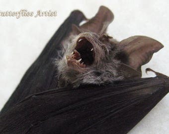 horseshoe bat